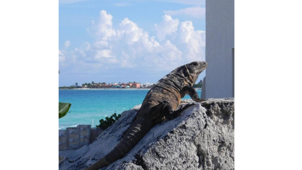 iguana